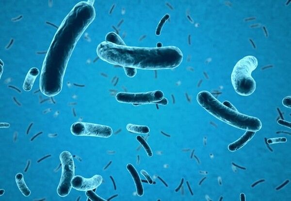 ⓒ게티이미지뱅크(세균)