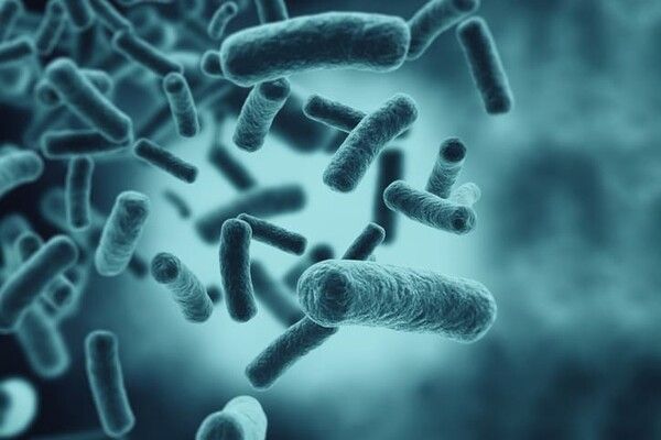 ⓒ게티이미지뱅크(세균)