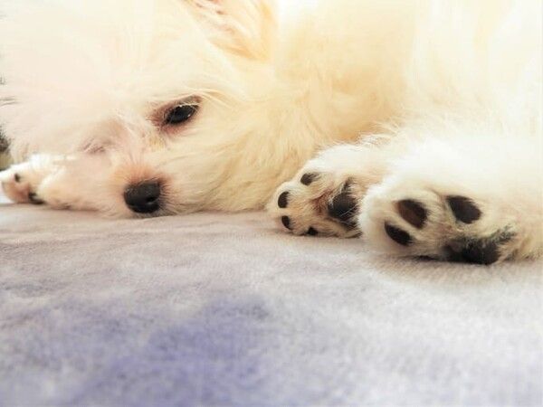 ⓒ게티이미지뱅크(강아지 발바닥)