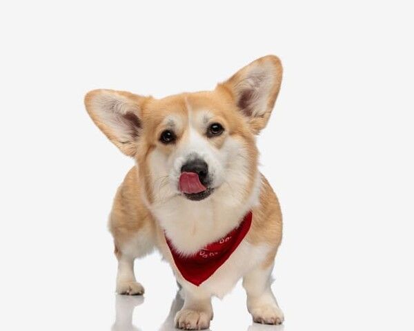 ⓒ게티이미지뱅크(강아지)