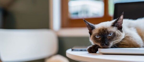 ⓒ게티이미지뱅크(고양이)