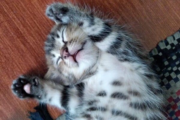 ⓒ게티이미지뱅크(고양이)