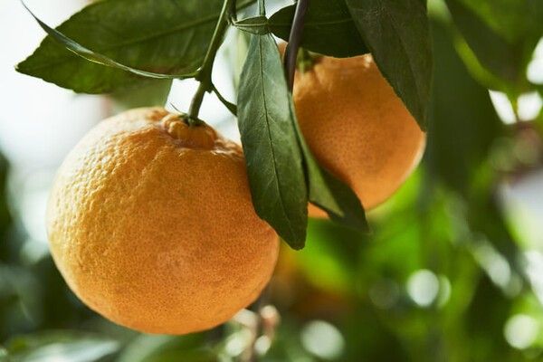 ⓒ게티이미지뱅크(한라봉)