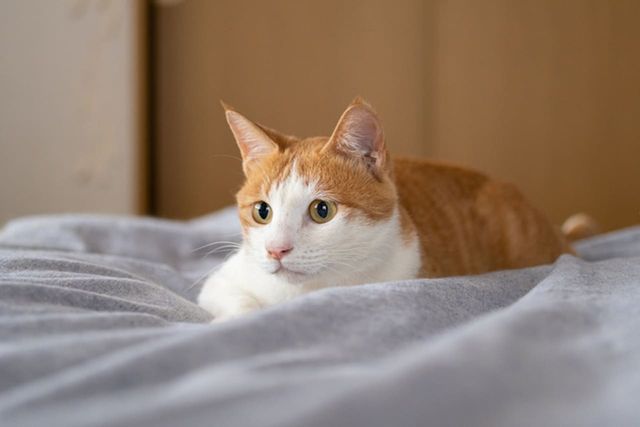 ⓒ게티이미지뱅크(고양이)