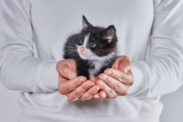 ⓒ게티이미지뱅크(고양이)