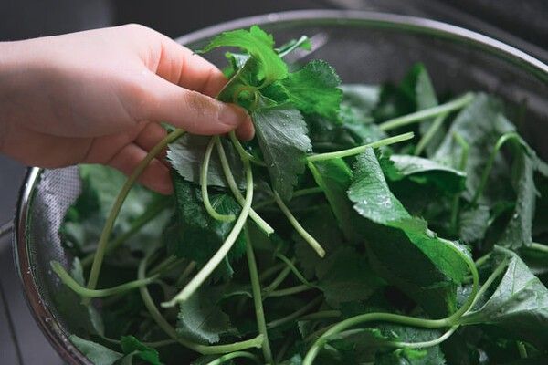 ⓒ게티이미지뱅크(참나물)