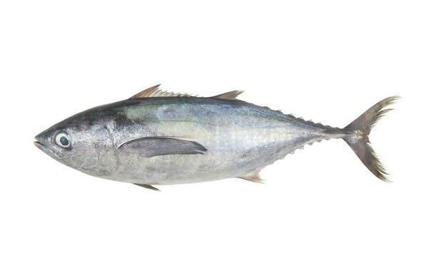 ⓒ게티이미지뱅크(참다랑어)