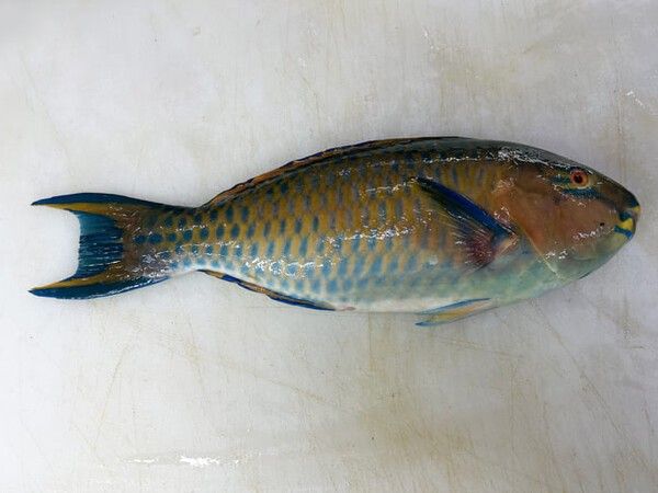 ⓒ게티이미지뱅크(긴꼬리벵에돔)