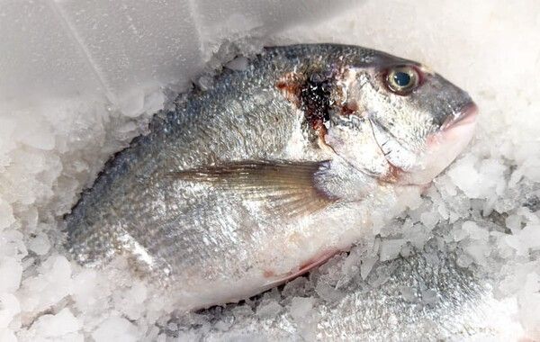 ⓒ게티이미지뱅크(감성돔)