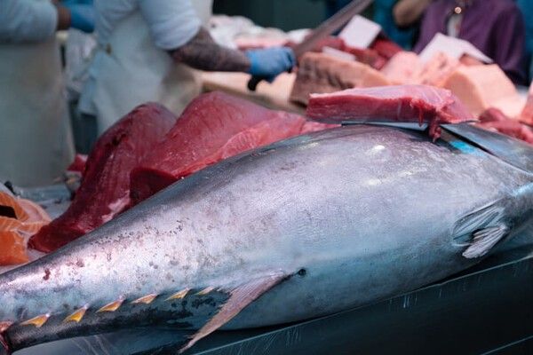 ⓒ게티이미지뱅크(참다랑어)