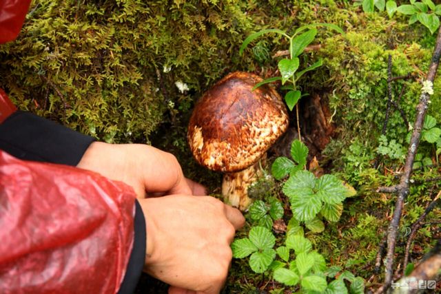 ⓒ게티이미지뱅크(버섯)