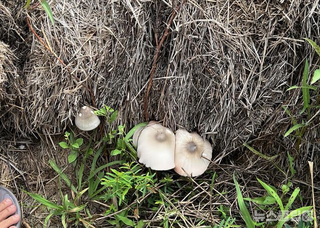 ⓒ게티이미지뱅크(버섯)