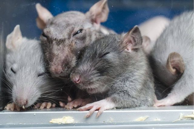 ⓒ게티이미지뱅크(생쥐 실험)