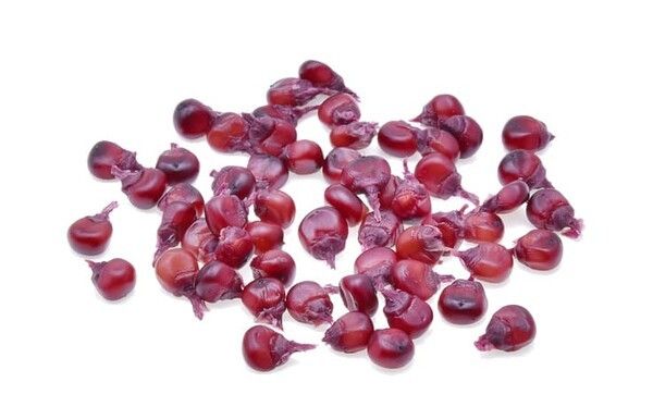 ⓒ게티이미지뱅크(옥수수)