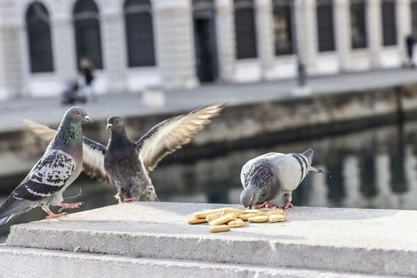 ⓒ게티이미지뱅크(비둘기)