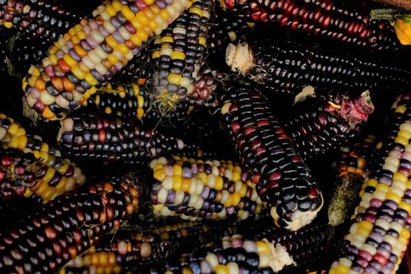 ⓒ게티이미지뱅크(옥수수)