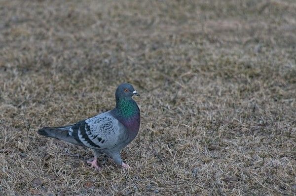 ⓒ게티이미지뱅크(비둘기)