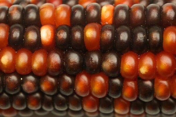 ⓒ게티이미지뱅크(옥수수)