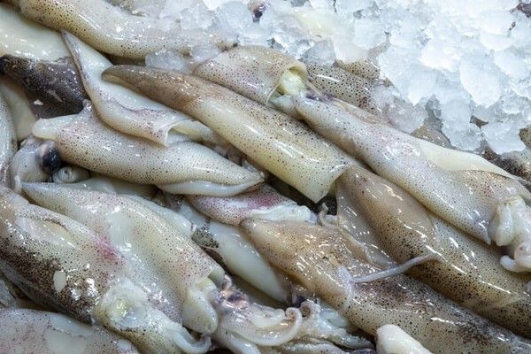 ⓒ게티이미지뱅크(냉동 오징어)