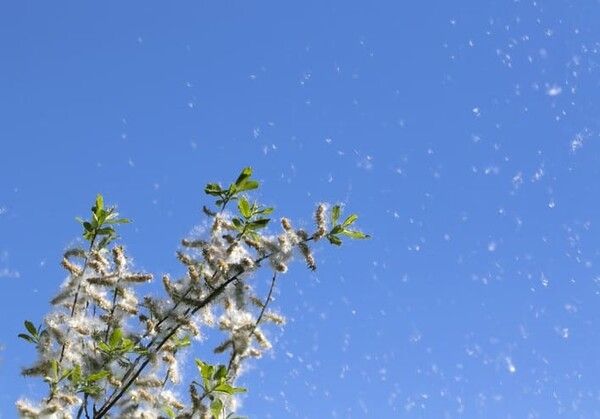 ⓒ게티이미지뱅크(꽃가루)