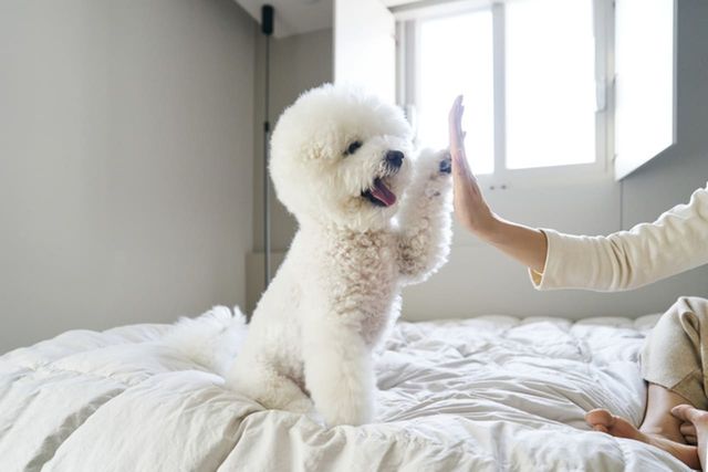 ⓒ게티이미지뱅크(반려동물)