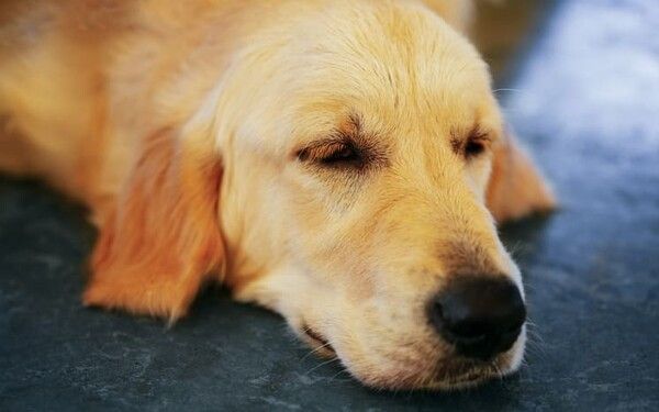 ⓒ게티이미지뱅크(반려동물)