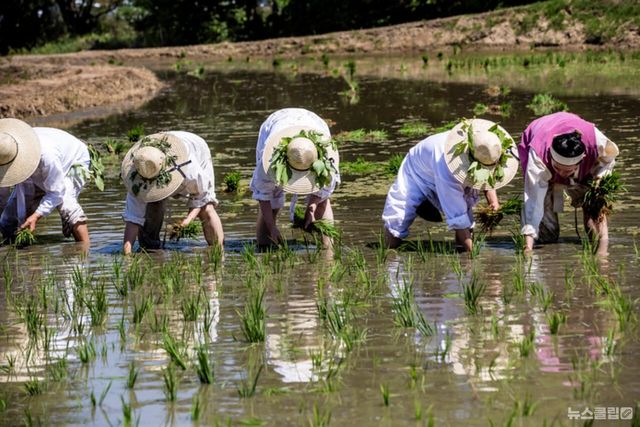 ⓒ게티이미지뱅크(벼 농사)