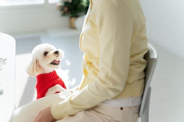 ⓒ게티이미지뱅크(반려동물)