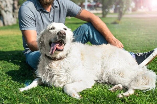 ⓒ게티이미지뱅크(반려동물)