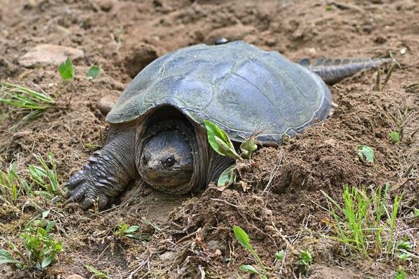 ⓒ게티이미지뱅크(늑대거북)