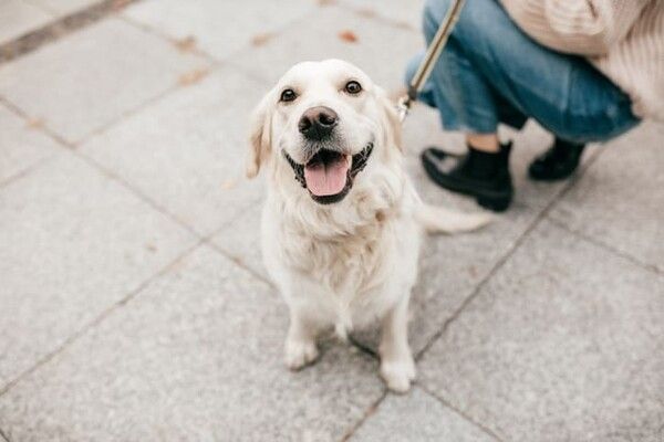 ⓒ게티이미지뱅크(개)