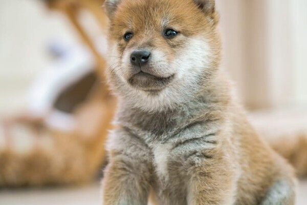 ⓒ게티이미지뱅크(개)