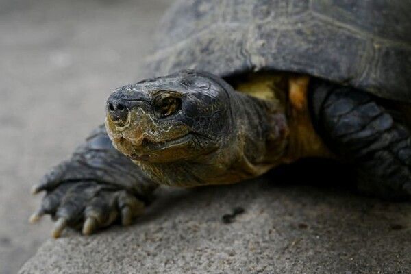 ⓒ게티이미지뱅크(늑대거북)