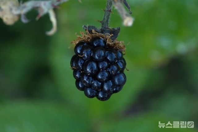 ⓒ게티이미지뱅크(복분자)