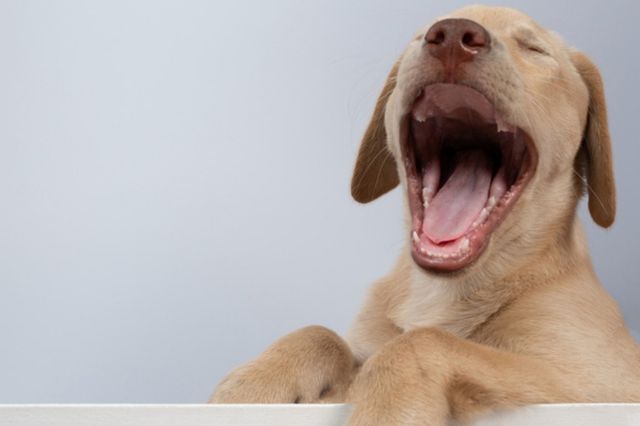 ⓒ게티이미지뱅크(강아지 하품)