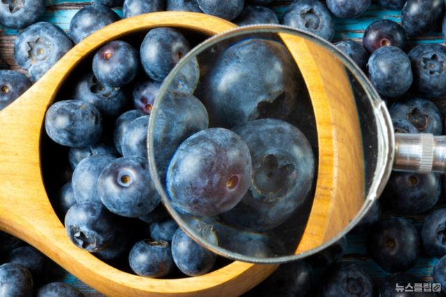 ⓒ게티이미지뱅크(블루베리)