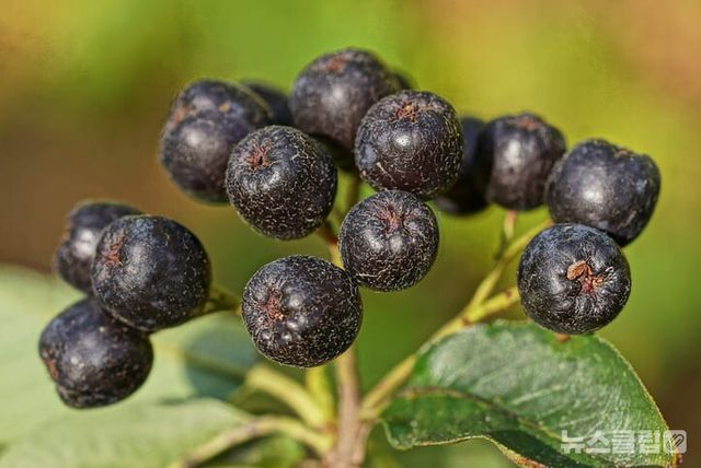 ⓒ게티이미지뱅크(블루베리)