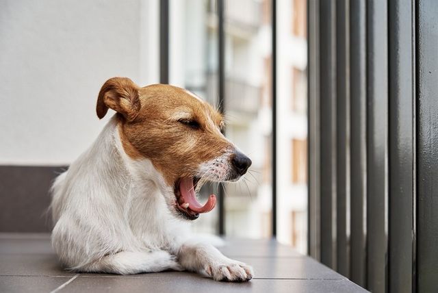 ⓒ게티이미지뱅크(강아지 하품)