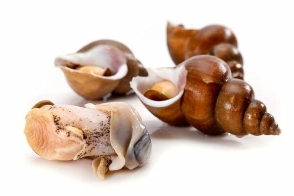 ⓒ게티이미지뱅크(골뱅이)