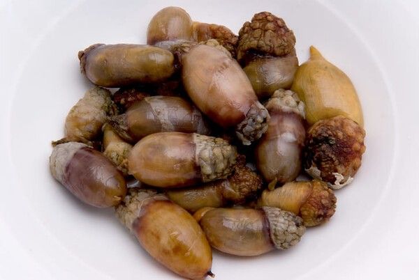 ⓒ게티이미지뱅크(미더덕)