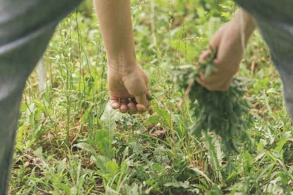 ⓒ게티이미지뱅크(쑥 캐기)