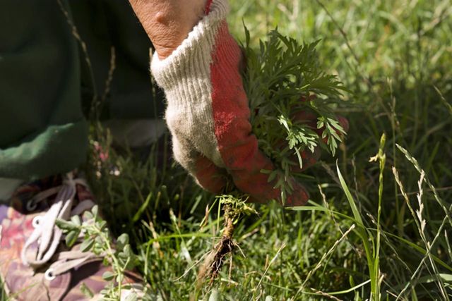 ⓒ게티이미지뱅크(쑥 캐기)