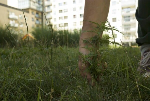 ⓒ게티이미지뱅크(쑥 캐기)