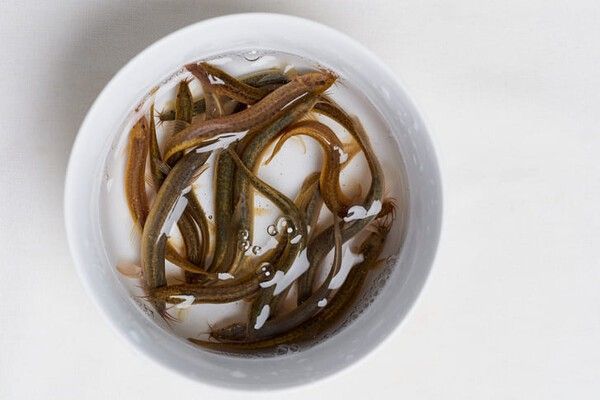 ⓒ게티이미지뱅크(미꾸라지)