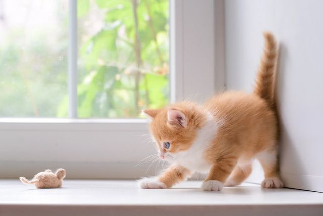 ⓒ게티이미지뱅크(고양이 경계)