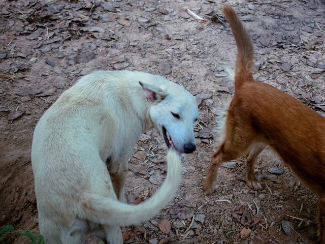 ⓒ게티이미지뱅크(강아지 꼬리물기)