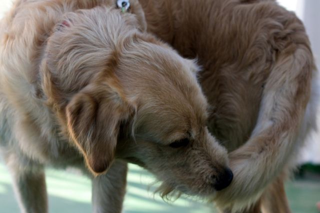 ⓒ게티이미지뱅크(강아지 꼬리물기)