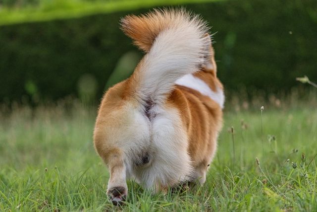 ⓒ게티이미지뱅크(강아지 꼬리)