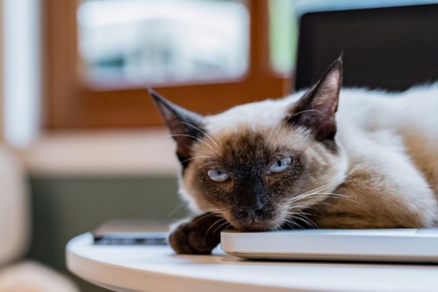 ⓒ게티이미지뱅크(고양이)