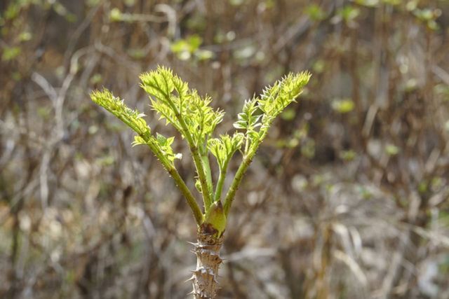 ⓒ게티이미지뱅크(두릅)